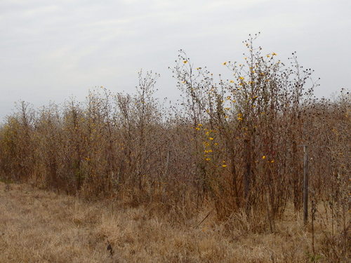 Flowering Shrubs.